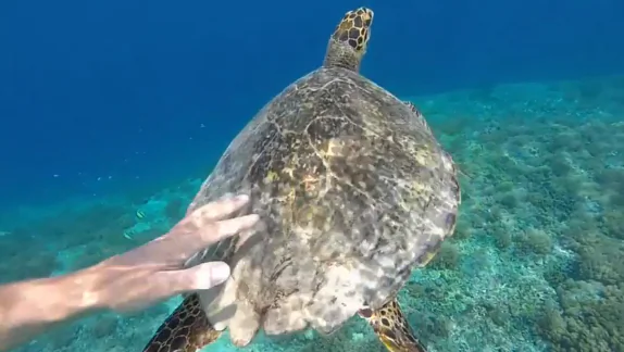 Touching a Turtle in Bali (Video)