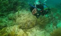 Underwater Photography: Preventing Backscatter