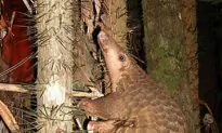 Endangered Species Rescued…Then Sold to Restaurants