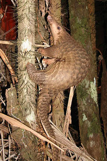 The Sunda pangolin, is now listed as Critically Endangered. Photo by: Piekfrosch/Creative Commons 3.0