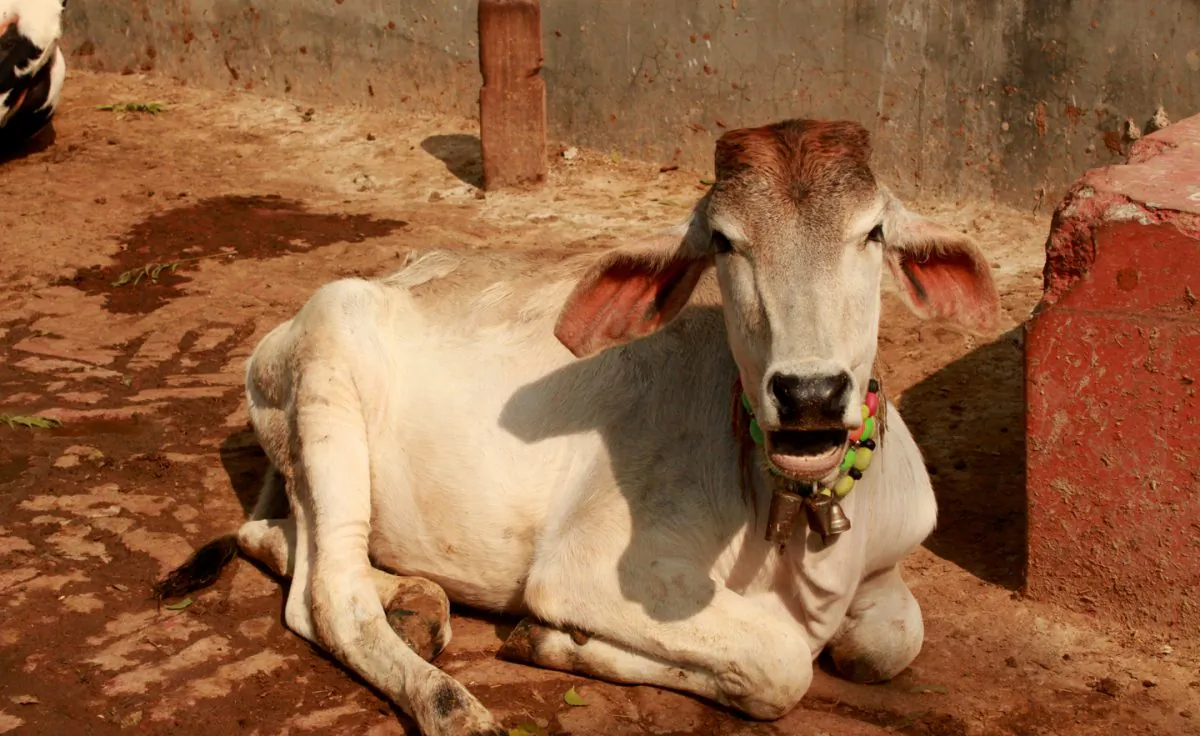 A cow at a shelter for abandoned, orphaned, and disabled cows in Kishangarh village, New Delhi, India on Feb. 3, 2015. (Venus Upadhayaya/Epoch Times)