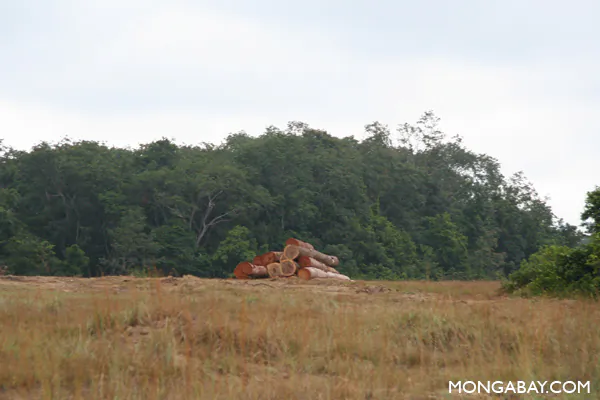 Selective Logging Changes to Forest Structure Over Time