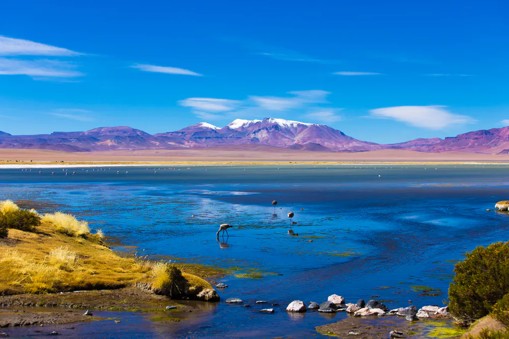 Atacama Desert with Flamingos, Chile via Shutterstock*