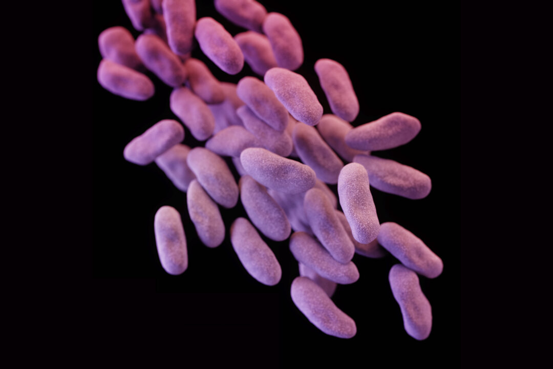 This illustration released by the Centers for Disease Control depicts a three-dimensional (3D) computer-generated image of a group of carbapenem-resistant Enterobacteriaceae bacteria.  (AP Photo/Centers for Disease Control)