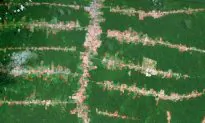 Drones to Scan the Amazon Rainforest for Hidden Civilizations