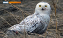 Snowy Owls Have Come to New York City (Video)