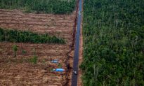 China Banks Funding Deforestation in Indonesia