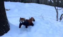 Two Red Pandas Playing in the Snow (Video)