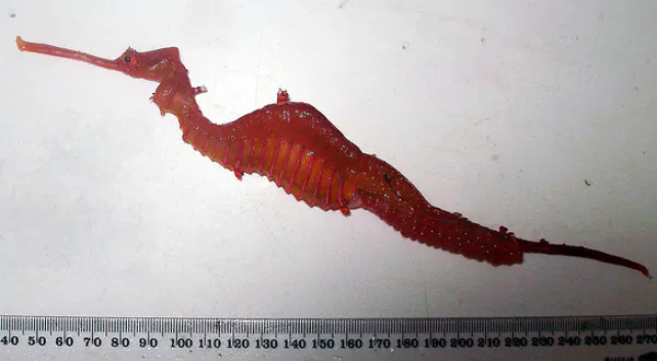 Brand New SeaDragon Species Discovered