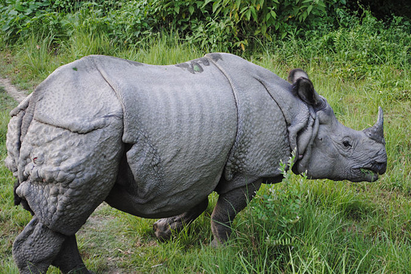 Indian rhino in Bardiya National Park in Nepal. Photo by: Krish Dulal/Creative Commons 3.0.