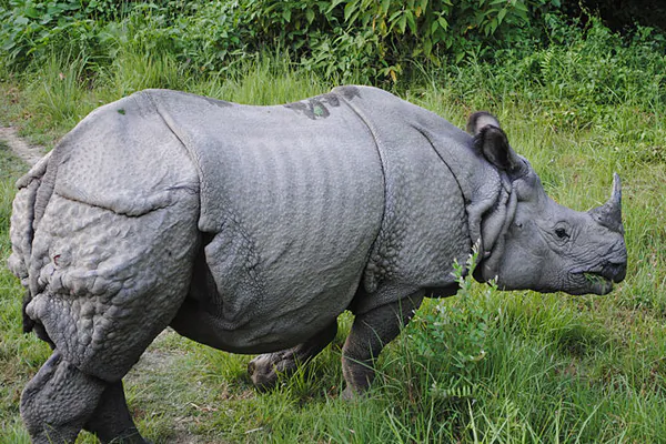 Indian rhino in Bardiya National Park in Nepal. Photo by: Krish Dulal/Creative Commons 3.0.
