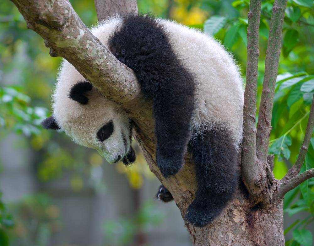 Sleeping panda (Shutterstock*)