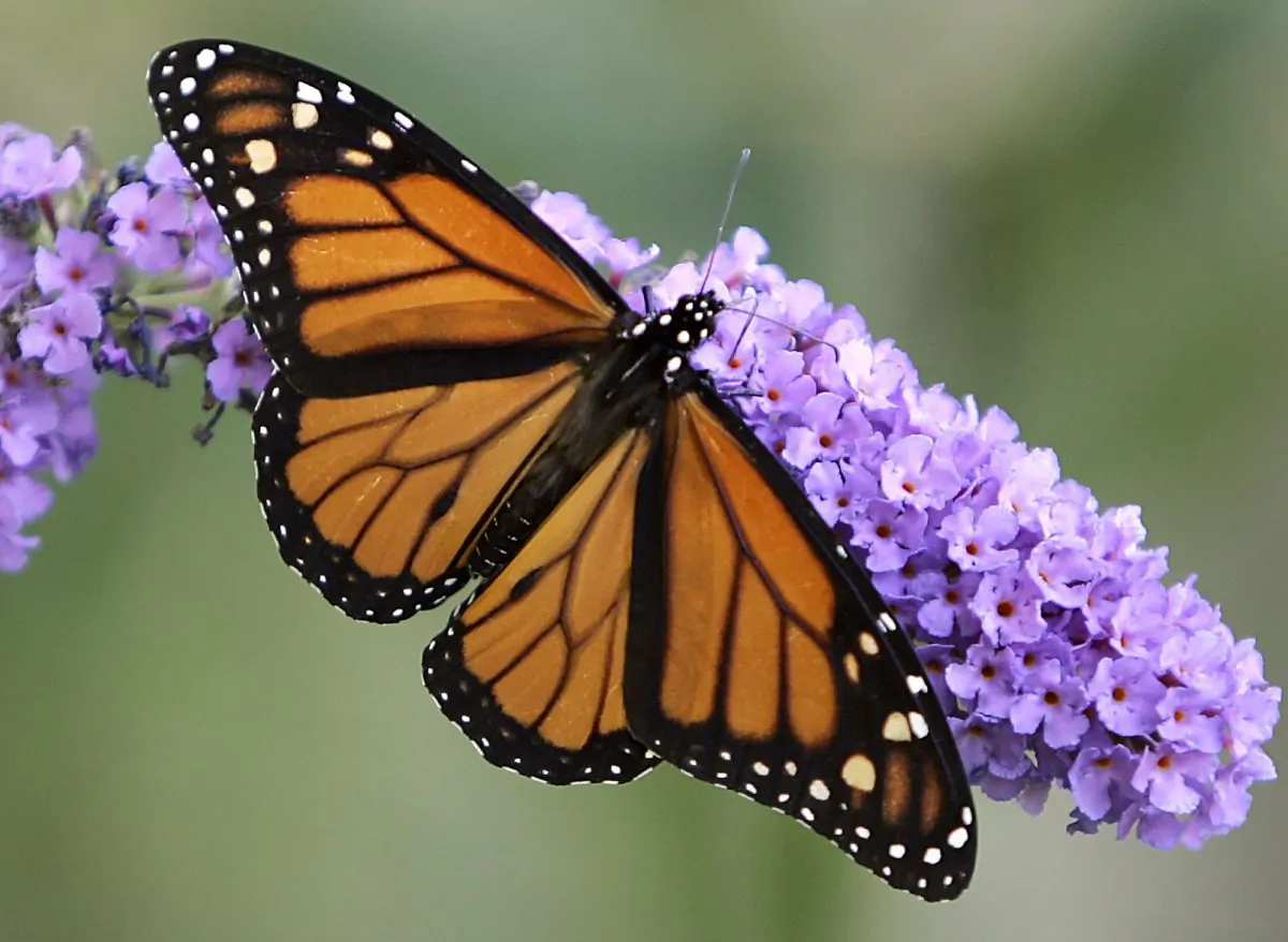 A monarch butterfly feeds on the flowers of a butterfly bush in Omaha, Neb. Conservationists say a concerted national effort to plant milkweed is needed to reverse a precipitous decline in the monarch, which migrates thousands of miles between Canada, the U.S., and Mexico each year. (AP Photo/Nati Harnik)