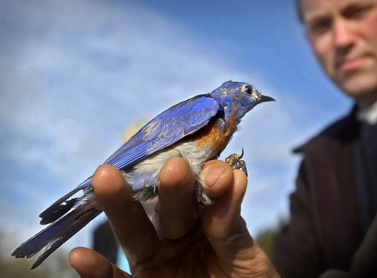 Biologist Jim Lynch shows off a male bluebird. (AP Photo/The News Tribune, Lui Kit Wong, File)