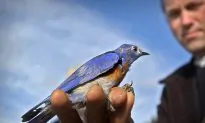 A Bluebird Is Stalking Me