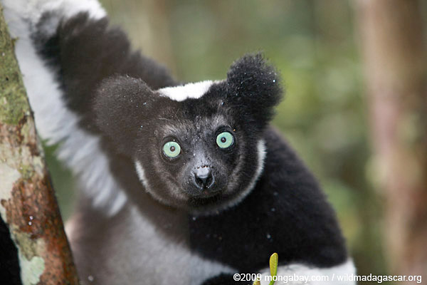 Indri lemur (Indri indri). Photo by: Rhett A. Butler.