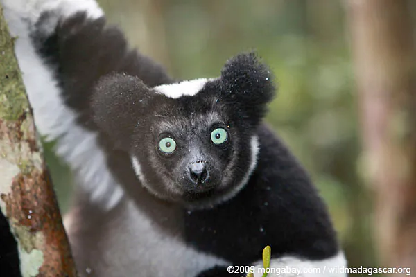 Saving Endangered Lemurs on A Budget of $7 Million