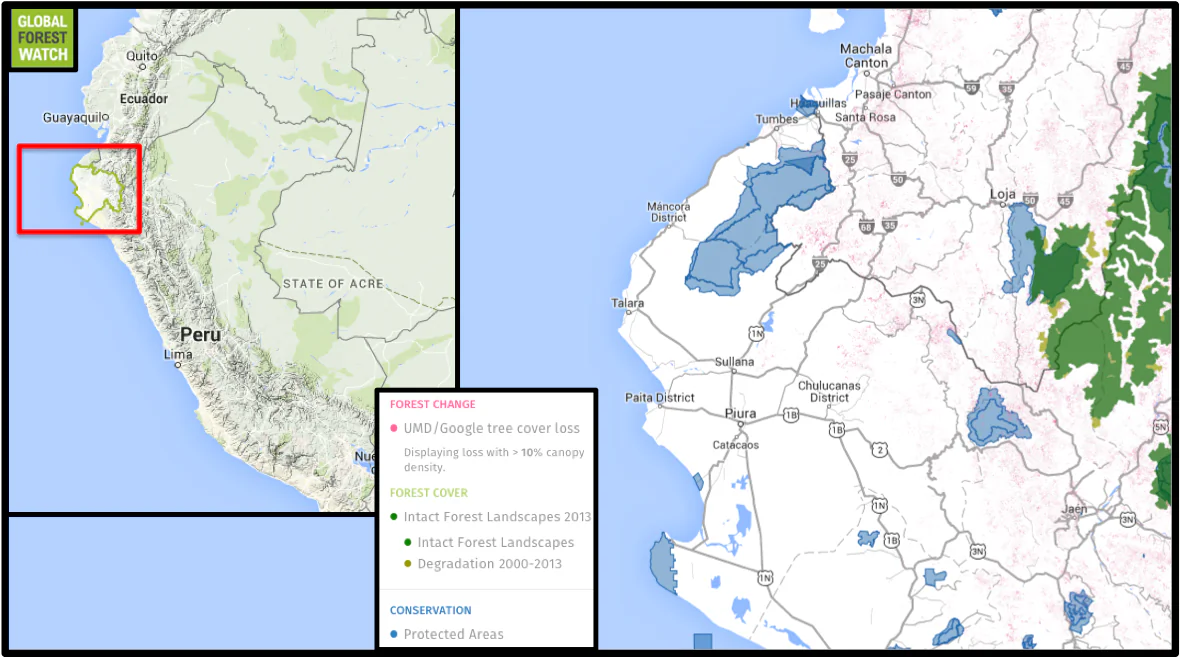 One the regions highlighted by the study is Piura Province in northern Peru. According to data from Global Forest Watch, the region lost approximately 10,700 hectares of tree cover from 2001 through 2012, representing about 1.5 percent of its forests. The province also completely lacks intact forest landscapes (IFLs), which are undisturbed areas large enough to retain all of an area's original biodiversity. The study proposes protected areas should cover much more of the district, which currently exist only at its peripheries.
