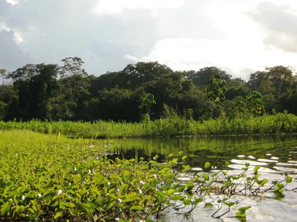 The study found Peru's rainforest areas tended to be better protected than its coastal and Andean regions. Photo taken in the Amazon rainforest near Iquitos, Peru, by Morgan Erickson-Davis.