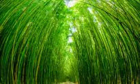 Get off the Beaten Path in Maui