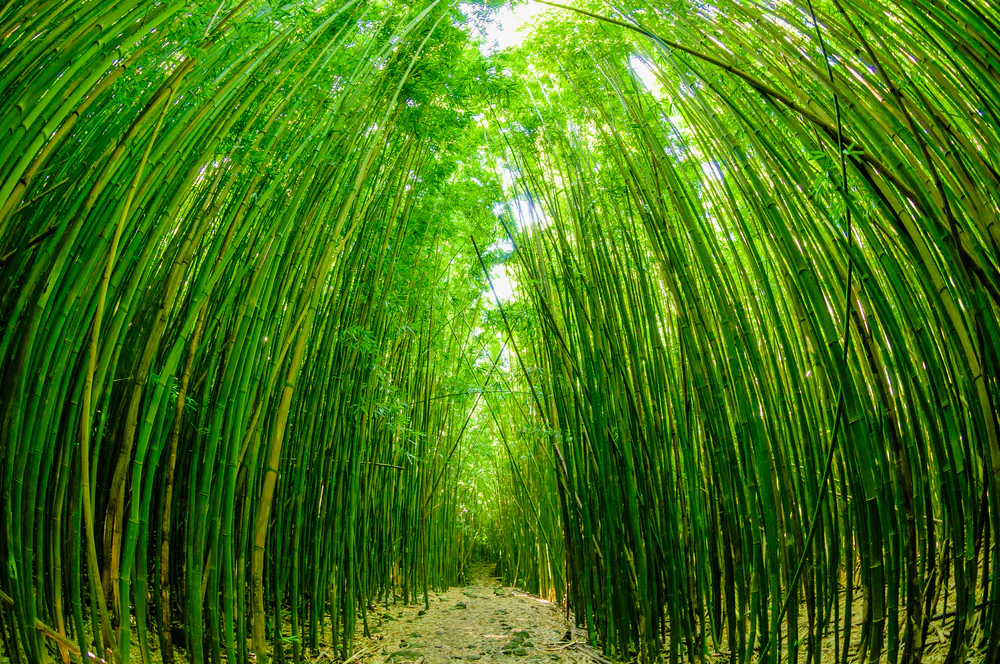 Path through a tall bamboo forrest on the Road to Hana on Maui via Shutterstock*