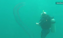 Divers Swim With Rare Bioluminescent Worm (Video)