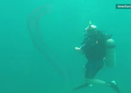 Divers Swim With Rare Bioluminescent Worm (Video)