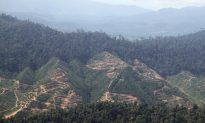 Malaysian Palm Oil Company at Risk from Poor Sustainability