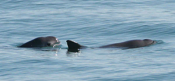 Mexico Finally Gets Serious About Saving The Vaquita