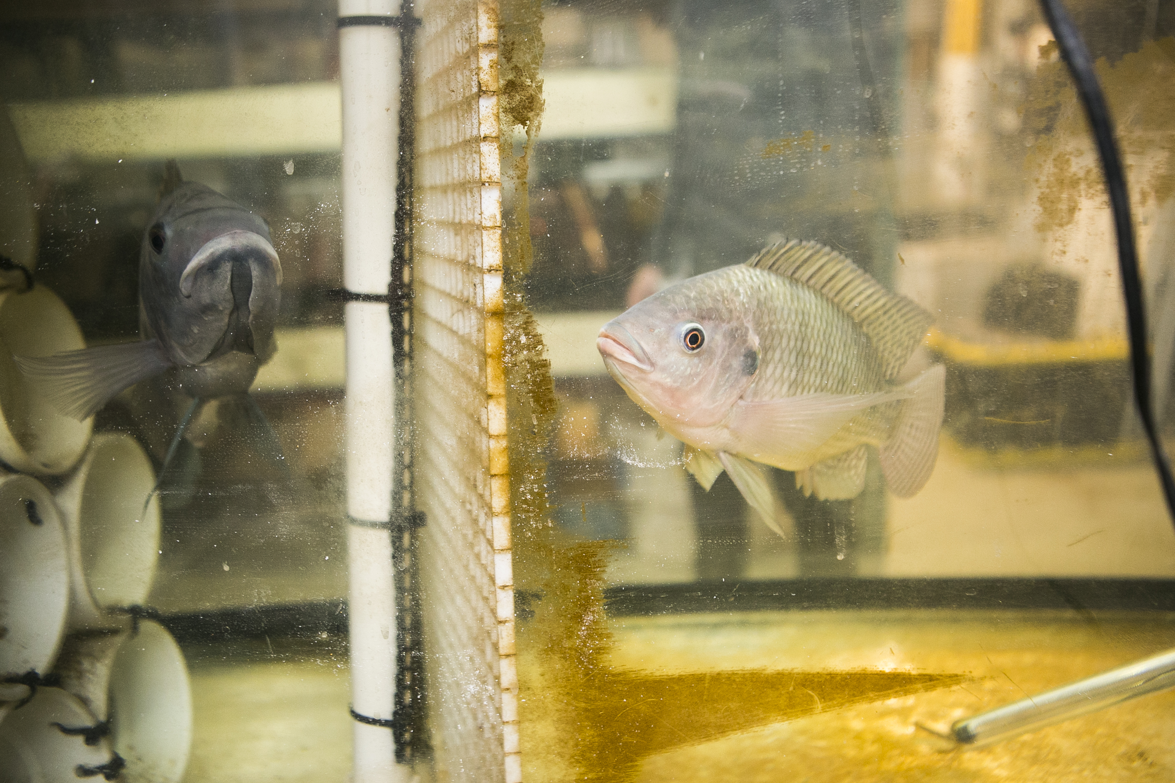 new york city might be able to mass produce its own food