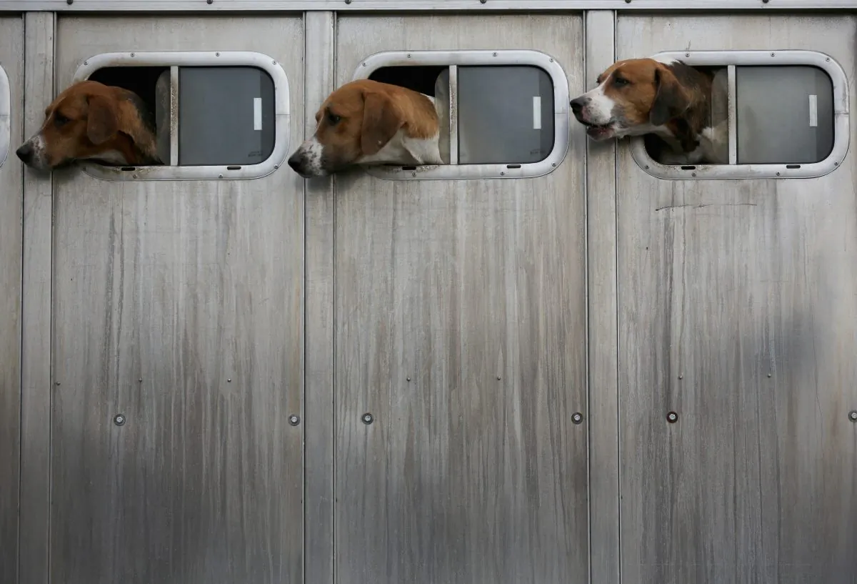 The hounds of the Atherstone Hunt look out from a horse box as they wait for their master to go out on a hunt in Bosworth, England, on March 5, 2015. (Christopher Furlong/Getty Images)