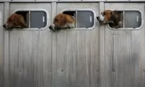 Countryside Alliance Sends 10,000 Emails Criticising Labour’s Hunting Ban Plan