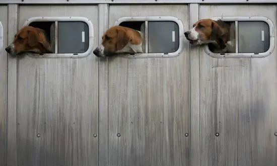 Countryside Alliance Sends 10,000 Emails Criticising Labour’s Hunting Ban Plan