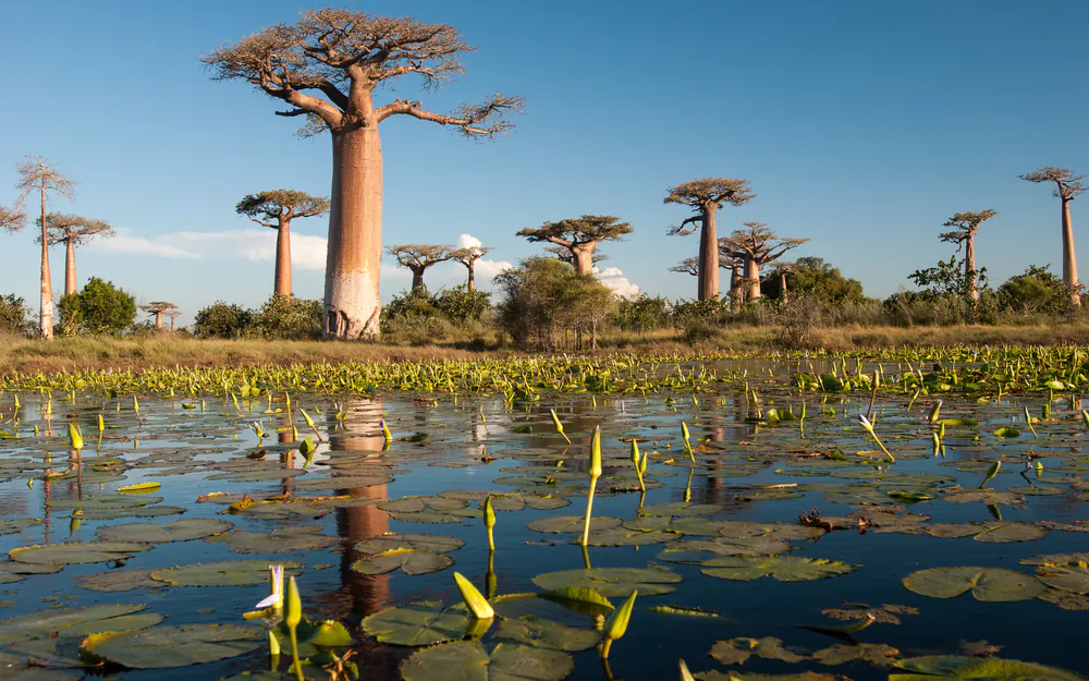 Baobab trees in Madagascar via Shutterstock*