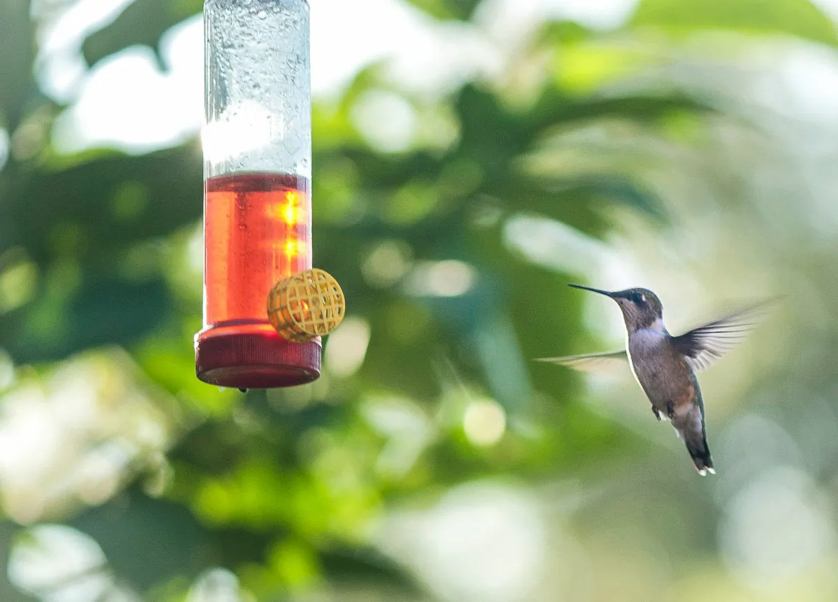   Ruby-throated hummingbird in flight to feeder. (Cat Rooney/Epoch Times)