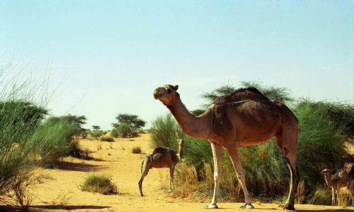 Best Time To Visit Mauritania | The Epoch Times