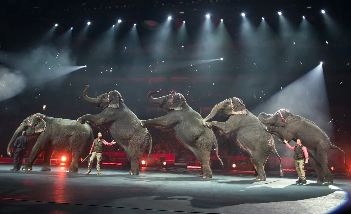 In this Jan. 3, 2015 photo provided by Feld Entertainment Inc., elephants perform at the Ringling Bros. and Barnum & Bailey Circus, at the Amalie Arena in Tampa, Fla. The Ringling Bros. and Barnum & Bailey Circus said it will phase out its iconic elephant acts by 2018. (AP Photo/Feld Entertainment Inc., Gary Bogdon)
