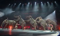 What Happens When Ringling Circus Elephants Retire?