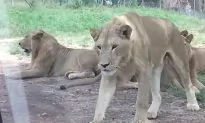 ‘Lock the door!’: Lion Opens Car Door, Freaks Out Family