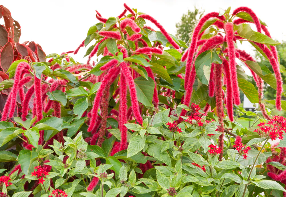 Amaranth caudatus (love lies bleeding) is one of three varieties of amaranth bred for grain. (Shutterstock.com)