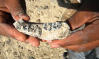 What an Ancient Jawbone Could Tell Us About Human Evolution (Video)