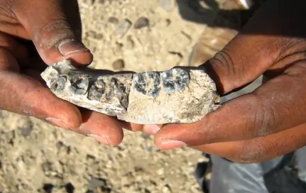 What an Ancient Jawbone Could Tell Us About Human Evolution (Video)