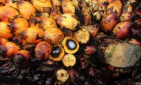 Palm Oil Certification Body Purges Membership