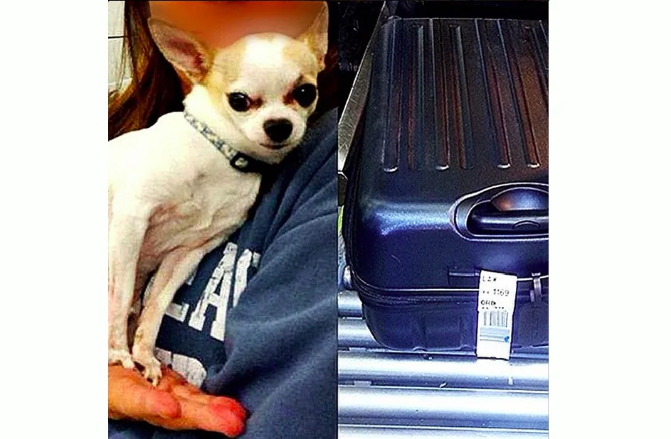A live Chihuahua that was found in a checked bag at New York's LaGuardia Airport on March 6, 2015. (blog.tsa.gov)