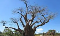Deforestation Driven by Economic Hardship in Zimbabwe