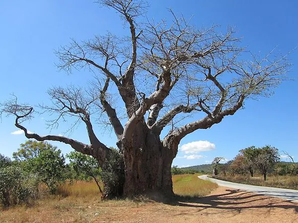 A baobob tree in scrub woodland in Masvingo Province, Zimbabwe. Photo by Kjdhambuza.