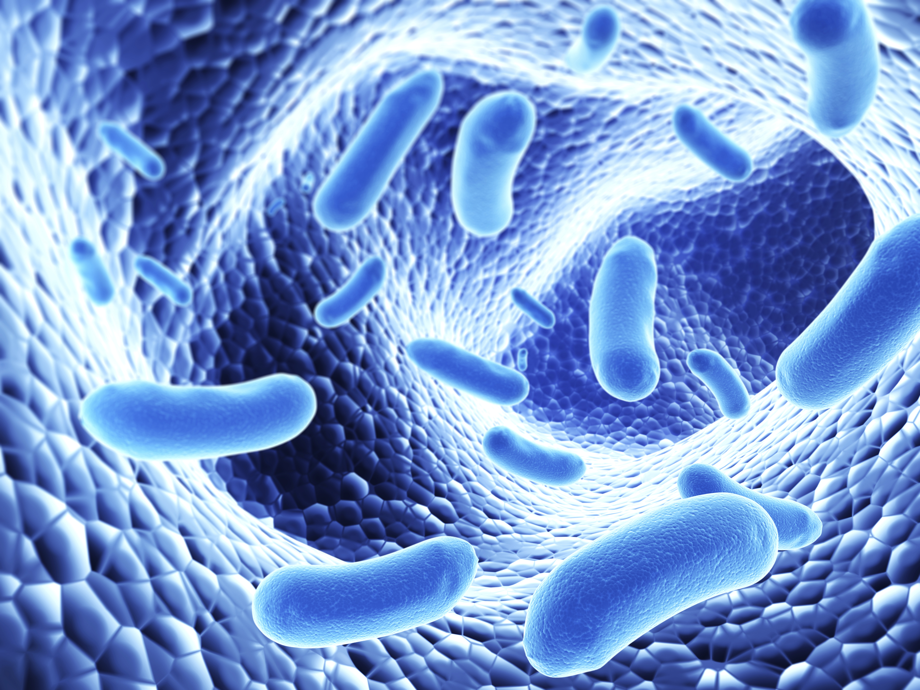 Микроорганизмы это живые организмы. Бактерии сапрофиты. Патоген бактерия. Лактобактерии и бифидобактерии. Непатогенные бактерии.