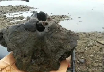 Fisherman Thinks he Hooked Woolly Mammoth Skull (Video)