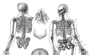 5 Herbs for Bone Health