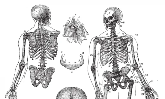 5 Herbs for Bone Health